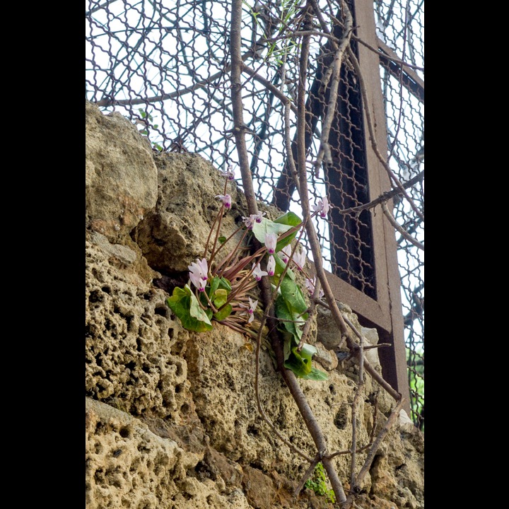 It's spring in
Beirut. Plants spurt out like water from cracks in walls.