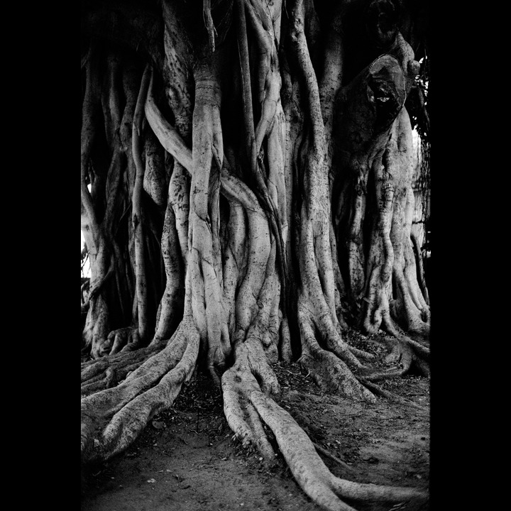 The banyan tree by Nicely Hall, AUB