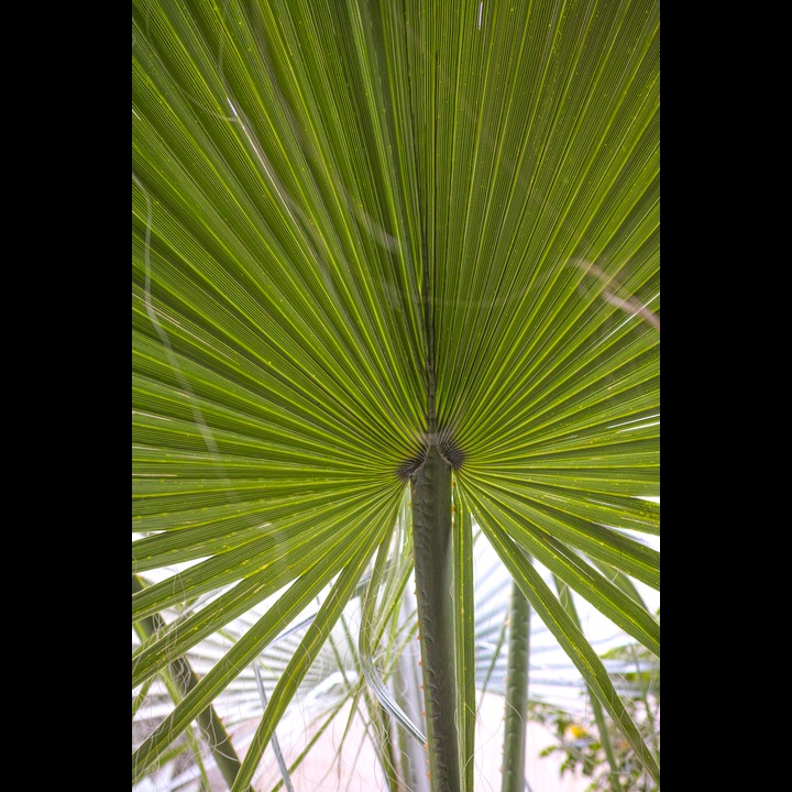 The palm tree outside our building in Ain el Mraisseh