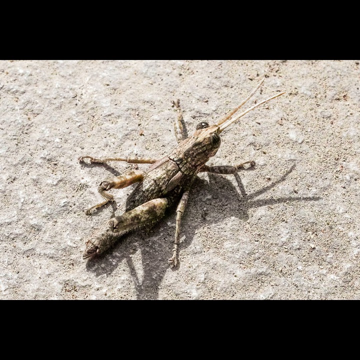 A Beirut cricket