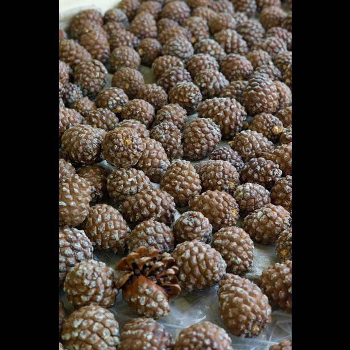 Newly picked pine cones laid out to dry and crack open