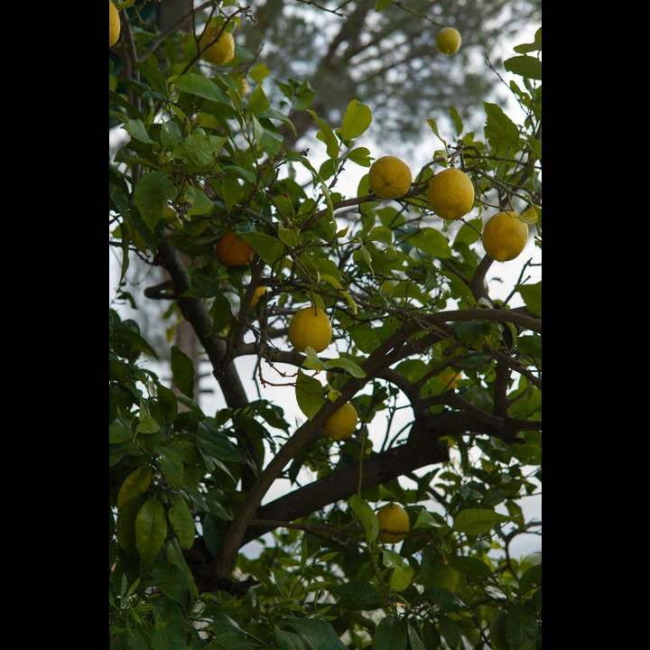 Fresh lemons in Marjaayoun