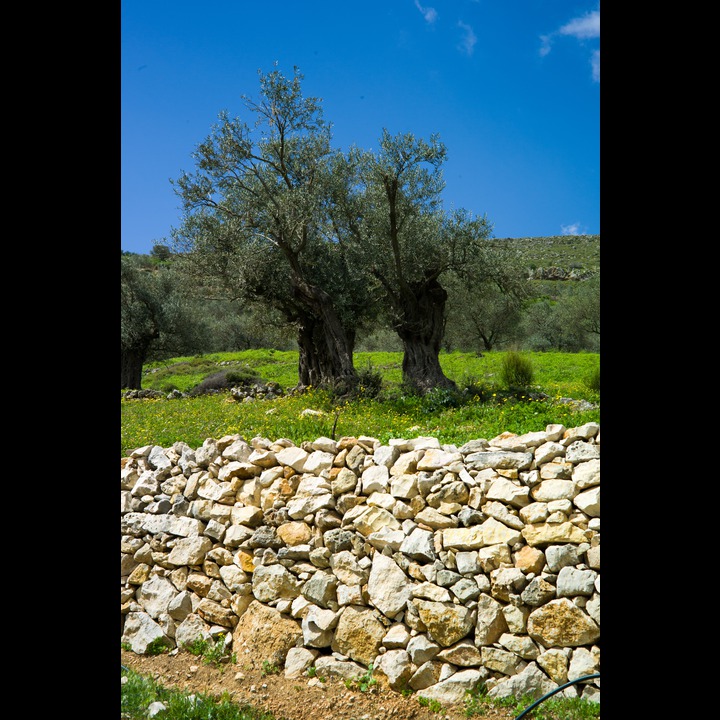 Centuries old olive trees in the Hasbani Valley