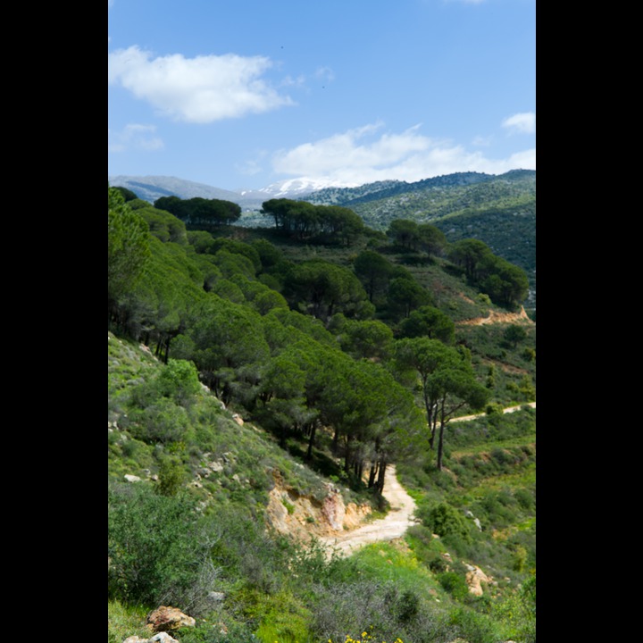 Pine forest at Abr Othman (above Rashaya al Fukhar)