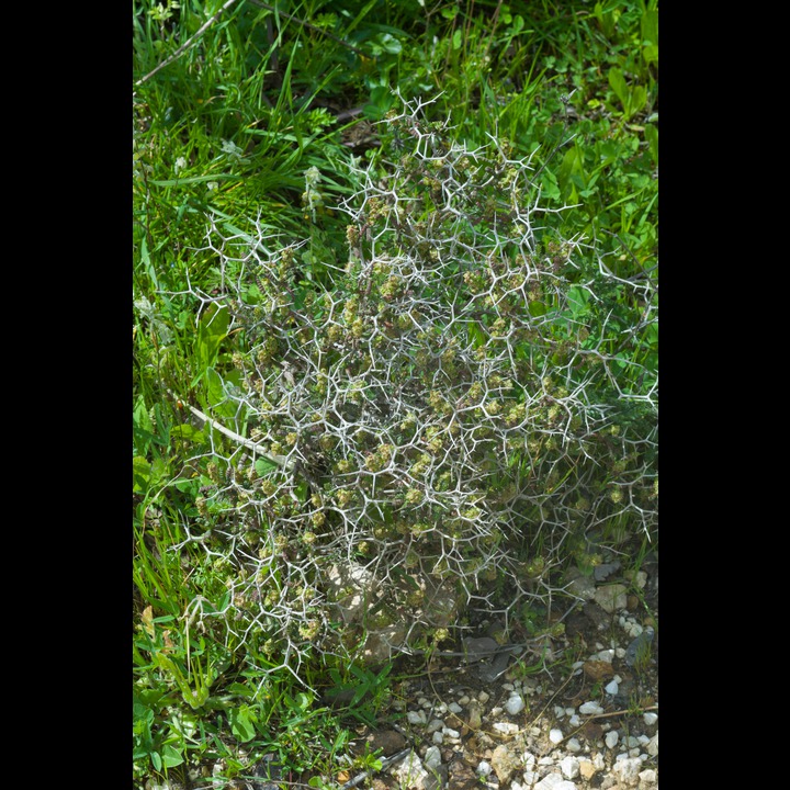 A bush of thorns at Abr Othman (above Rashaya al Fukhar)