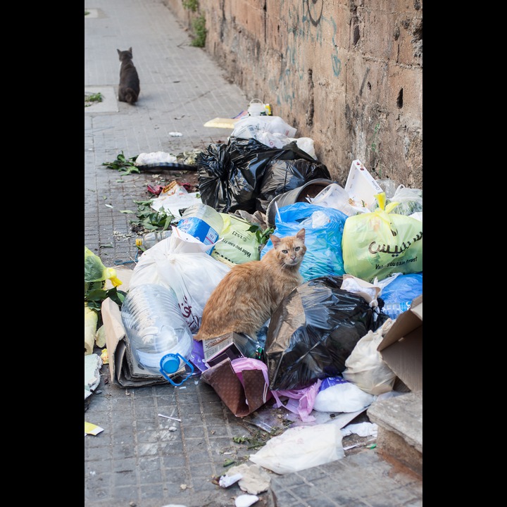 Beirut cats at dinner