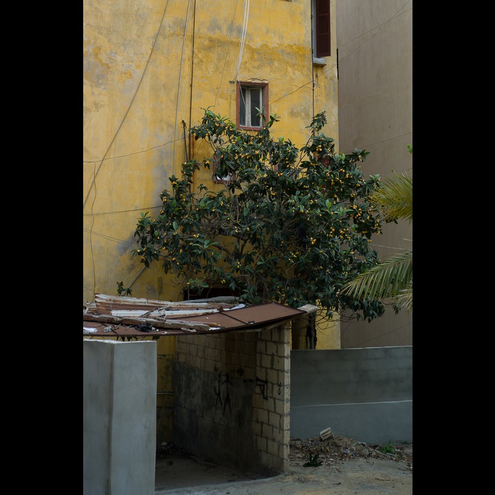 An akadinia tree in the alley off Rue Mansur Jurdak