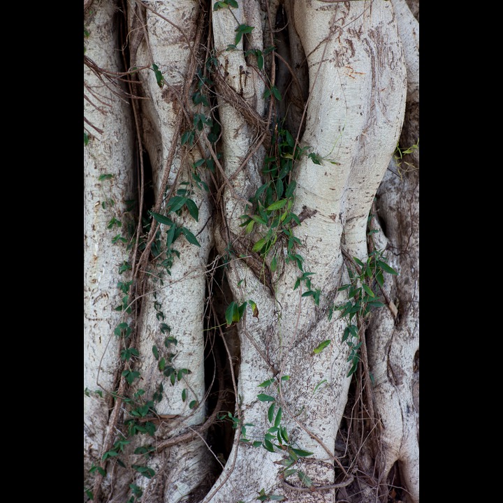 Banyan tree at AUB