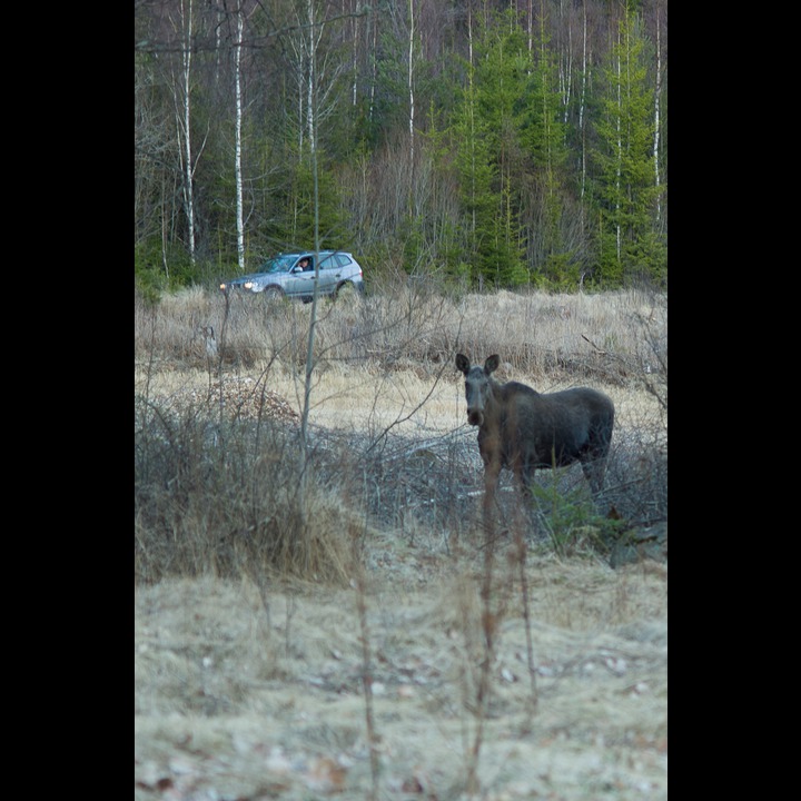 Svein calling me from his car to alert me about the moose.