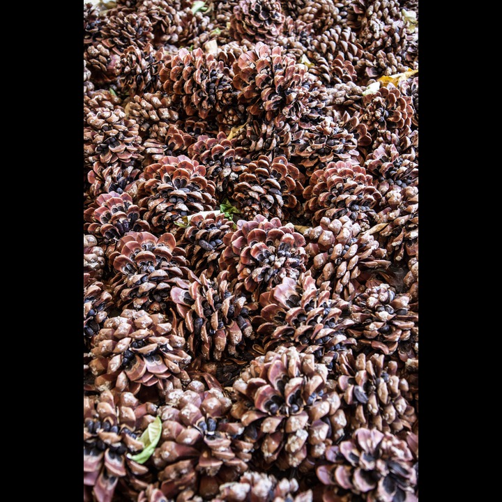 Drying pine cones