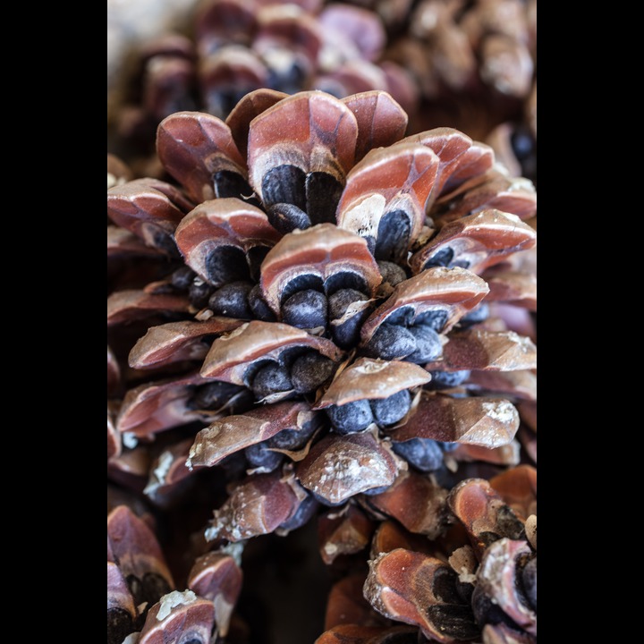 Dry pine cones open to expose the black nuts that have to be cracked for their pine kernels