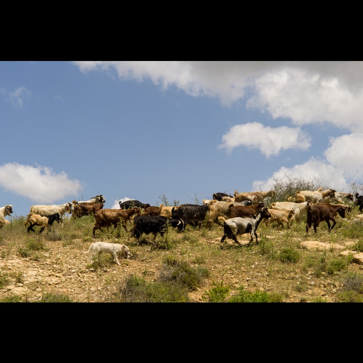 Lebanese goats on the east side of the Litani River valley