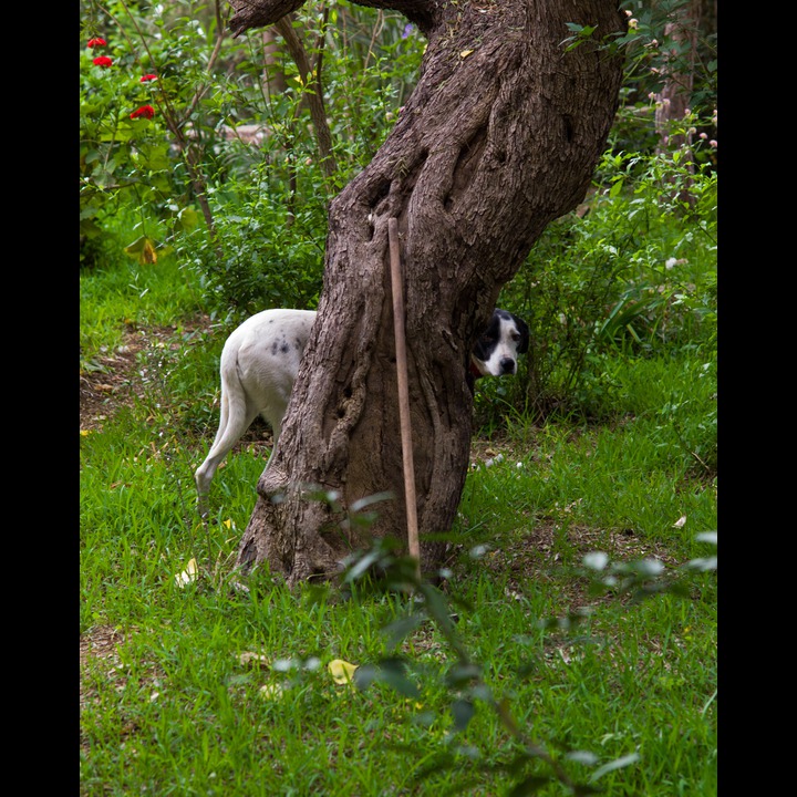 A Lebanese dog