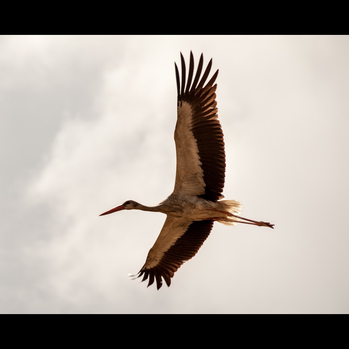 The storks at Aadaisse are free to cross the borders at will