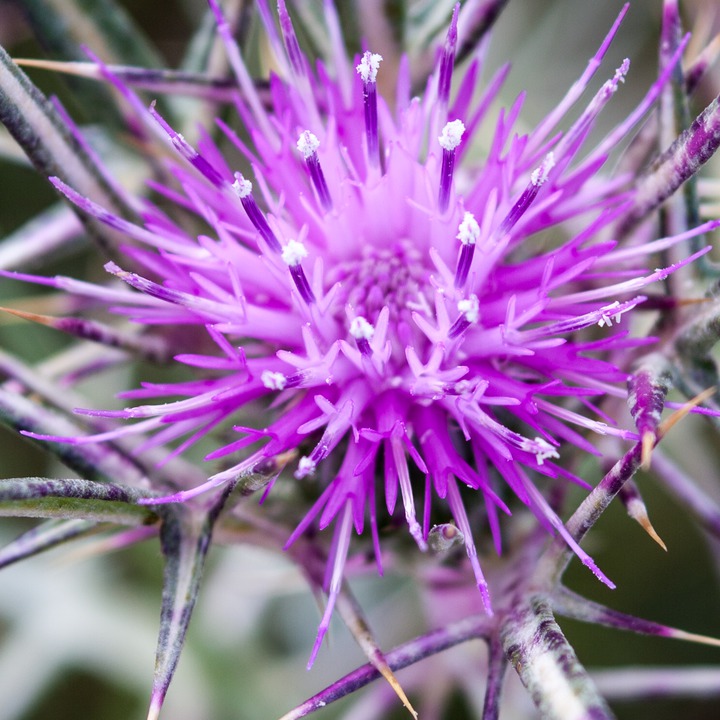 Thistle