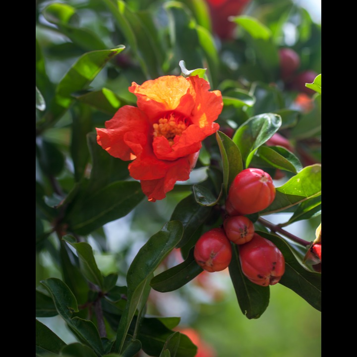 Pomegranates