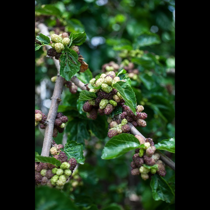 Lebanon's riches - Mulberries