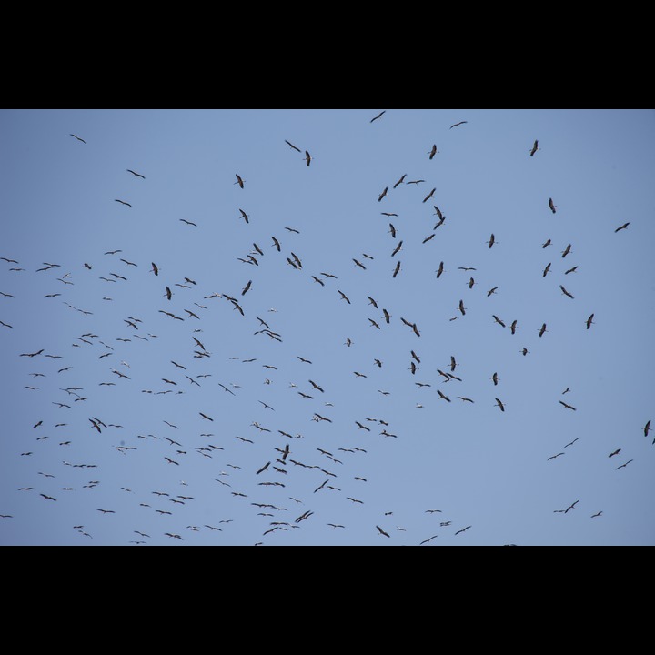 Massing storks
