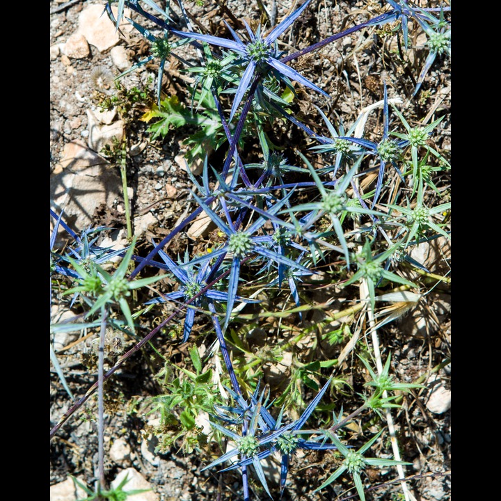 Thorns at the Spring of the Mare