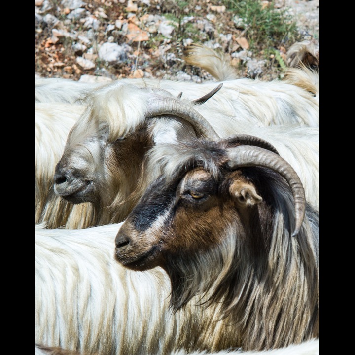 Goats in the Litani Valley