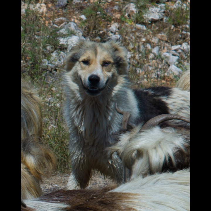 Shepherd's dog in the Litani Valley