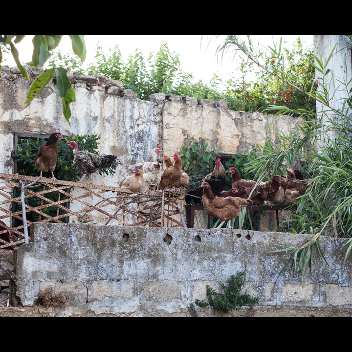 Our neighbor's chickens