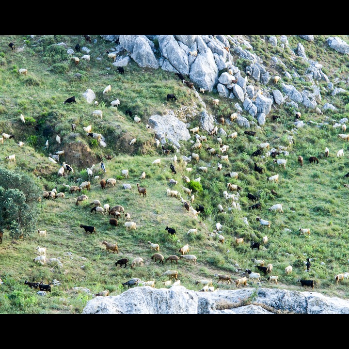 Goats near Saint Elias Chruch, Marjaayoun
