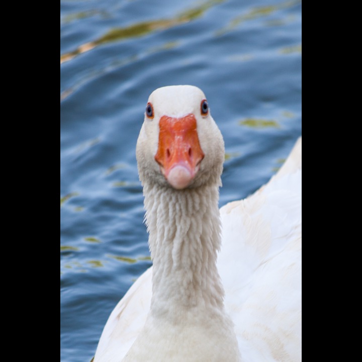 A goose at the Wazzani resort