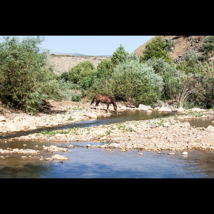 A horse drinking from the Wazzani at the resort