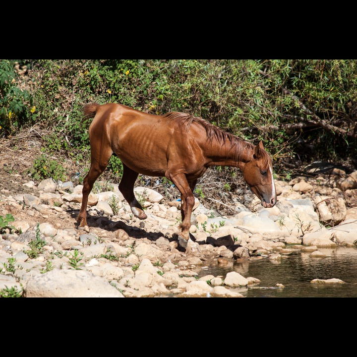 Another horse at the Wazzani resort