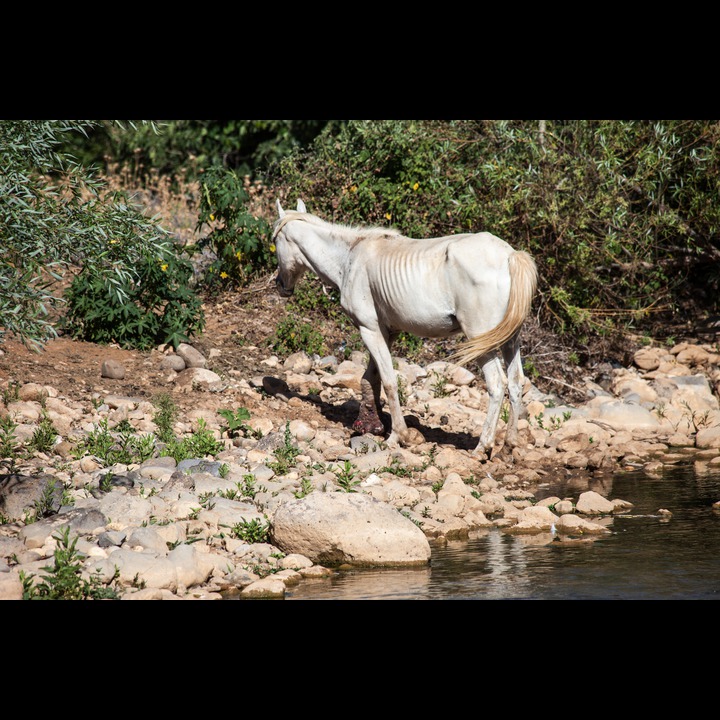 The third horse abandoned to die of starvation at the Wazzani resort