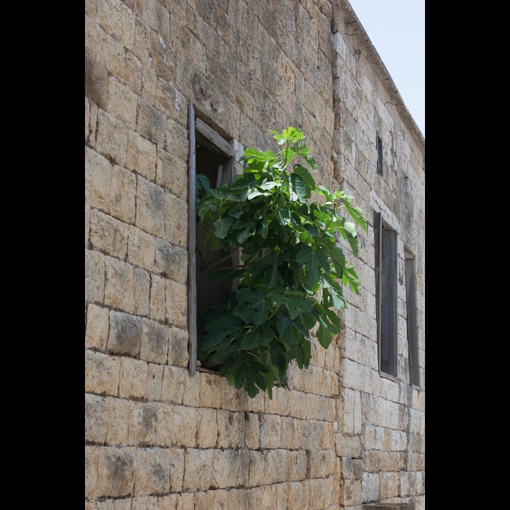 The only apparent inhabitant of this house at Deir Mimas