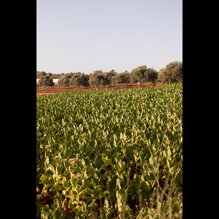 Tobacco field near el Taybeh
