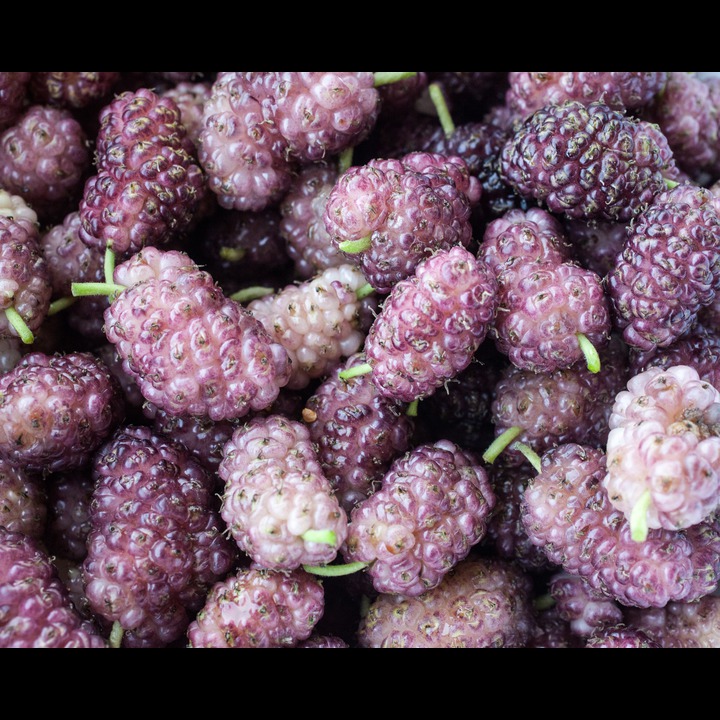 Tout! (Mulberries)