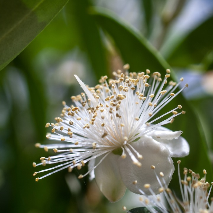 Flower in the garden