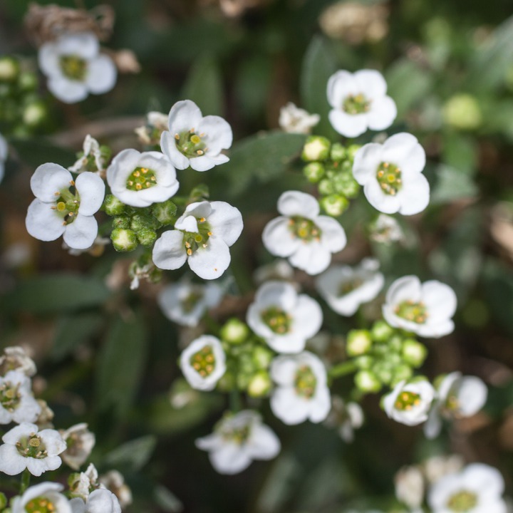 Flowers in the garden