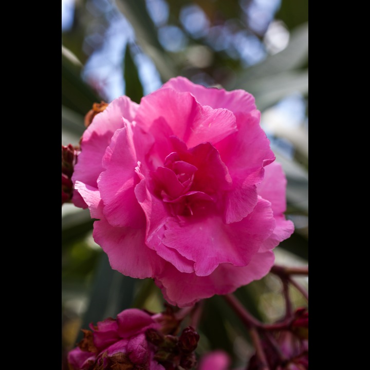 Flower in the garden