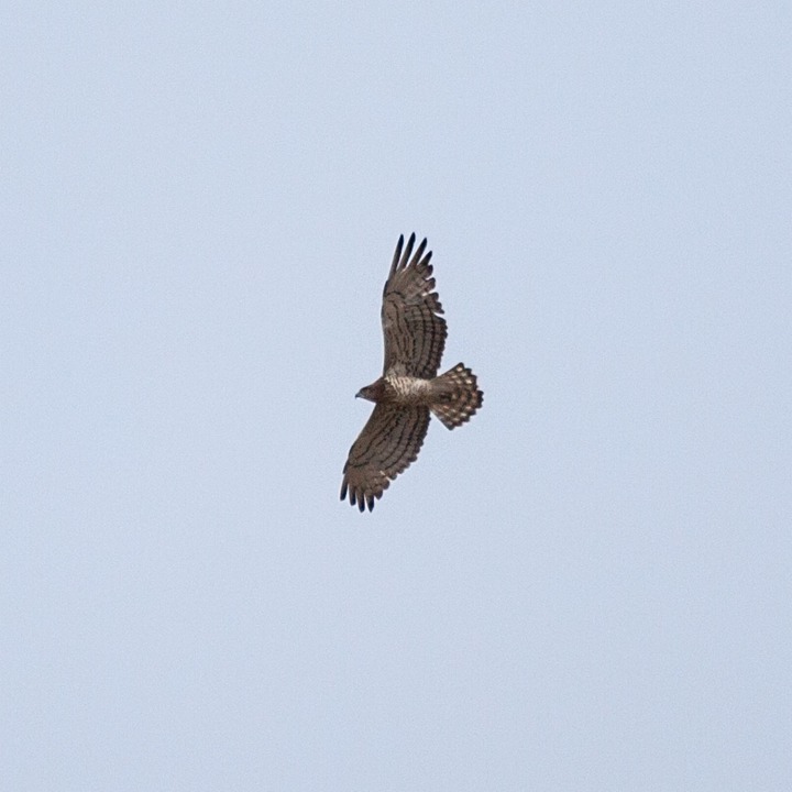 Short-toed Snake Eagle (Circaetus gallicus) on the Chebaa-Kfar Shuba road, Mount Hermon