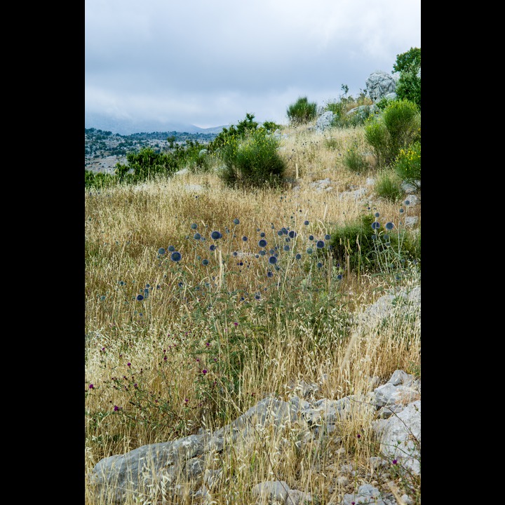 The wild grain and grasses of Mount Hermon