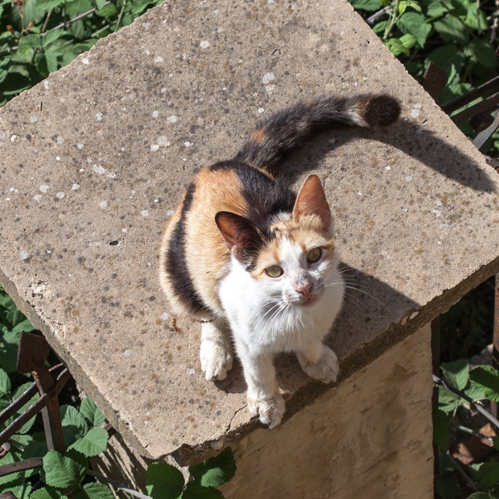 The neighborhood cat waiting for breakfast