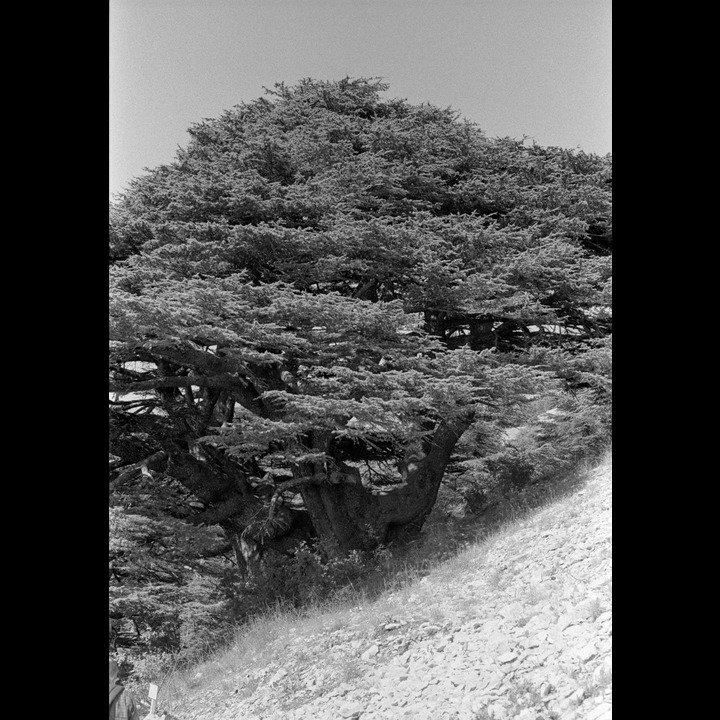 From the Chouf Cedar Reserve at Maaser el Chouf