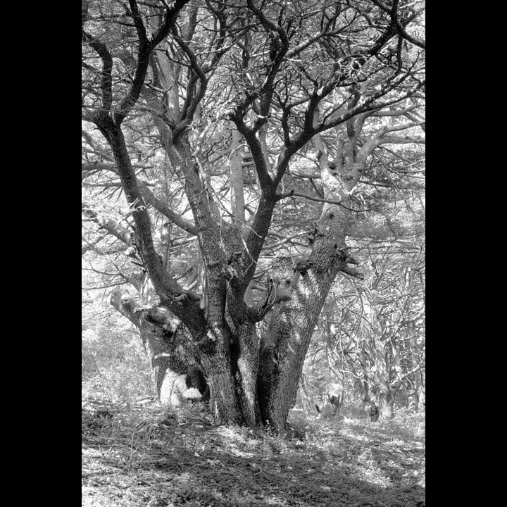 From the Chouf Cedar Reserve at Maaser el Chouf