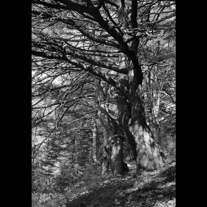 From the Chouf Cedar Reserve at Maaser el Chouf