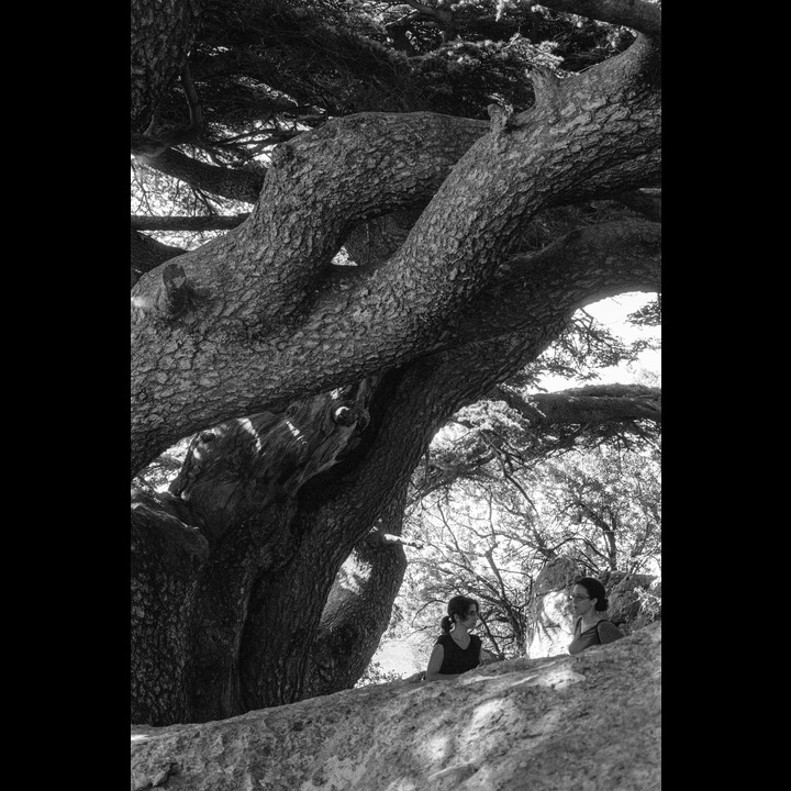 From the Chouf Cedar Reserve at Maaser el Chouf