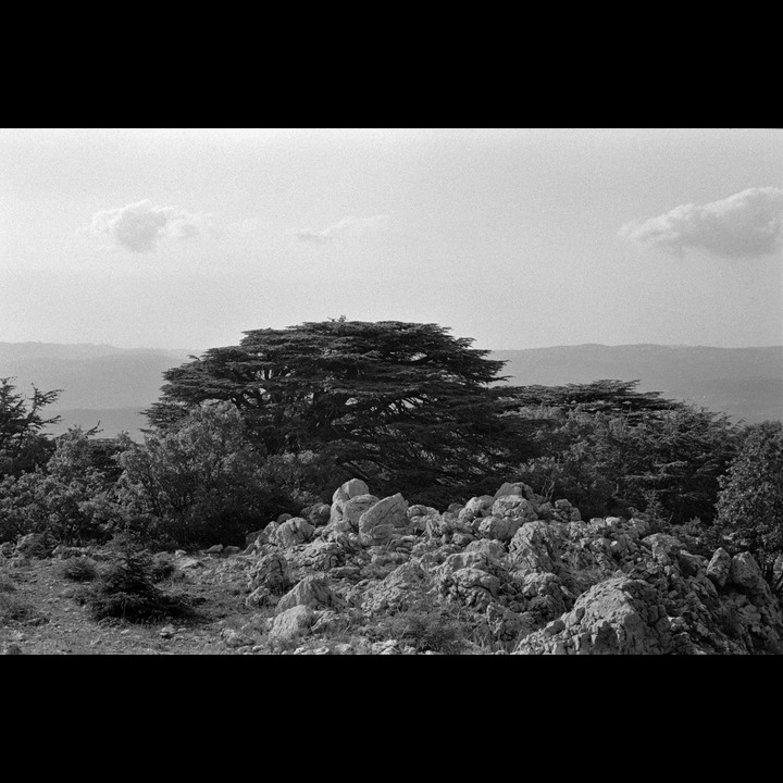 From the Chouf Cedar Reserve at Maaser el Chouf