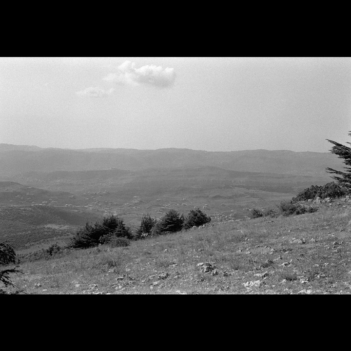 From the Chouf Cedar Reserve at Maaser el Chouf