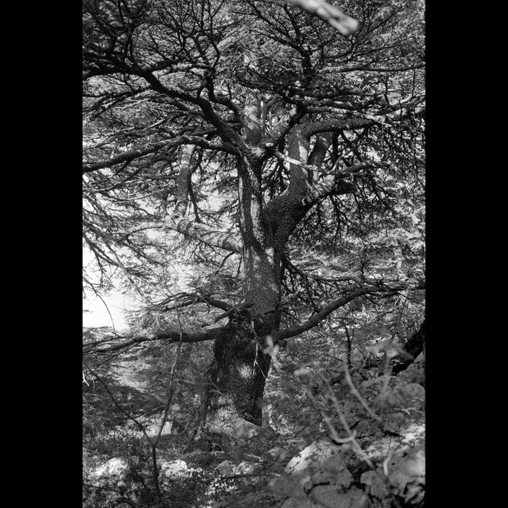 From the Chouf Cedar Reserve at Maaser el Chouf