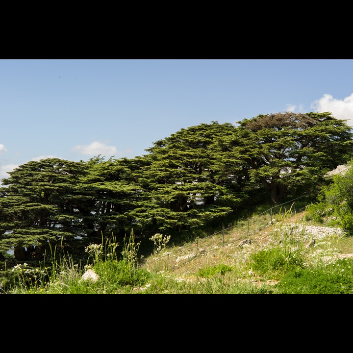 From the Chouf Cedar Reserve at Maaser el Chouf