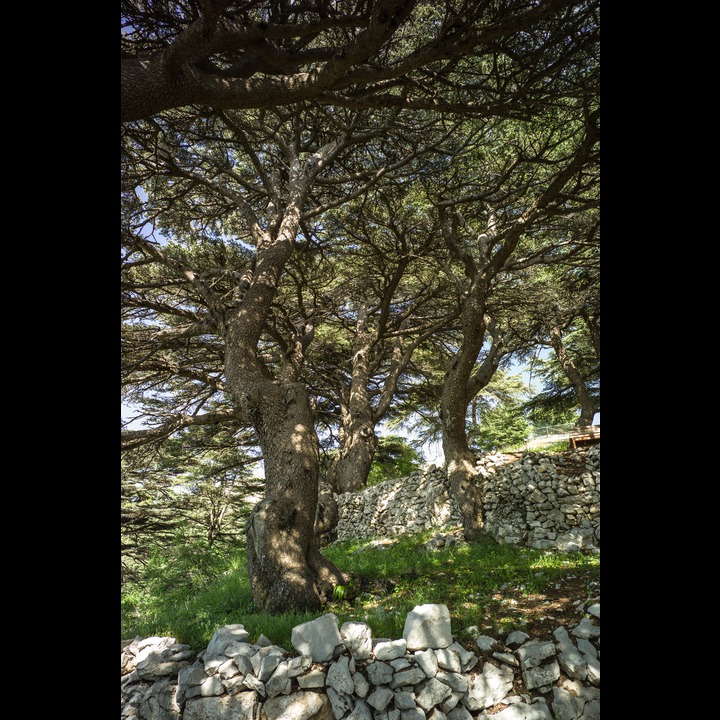 From the Chouf Cedar Reserve at Maaser el Chouf