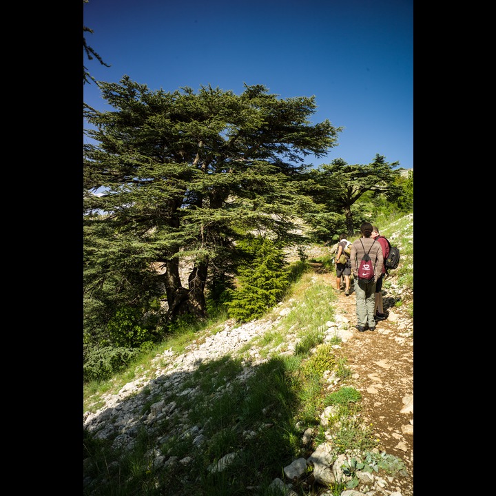 From the Chouf Cedar Reserve at Maaser el Chouf